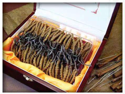 永泰冬虫夏草回收